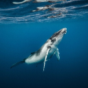 babywhale0072#5209's avatar