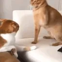 imacat11