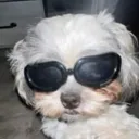 carlistheking