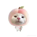 devllynx