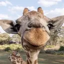 _giraffy_ avatar