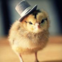 Fancy Englishman chick