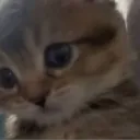 shcadet