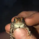 leland_is_cool avatar