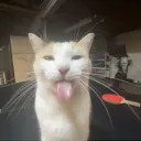 oscarscadds