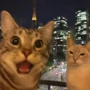 vivacious_lemur_83241