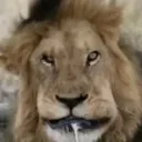 buharik44_13079 avatar