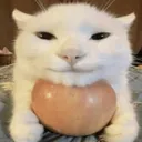 sznnzs.