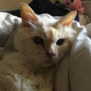 avatar 🐦: Goose d'Or 🦚