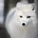 jujublob