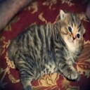 Discord Avatar