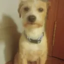 lasbalasdeldiablo