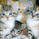 gatitorielesyblox avatar