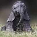 elephant_12011
