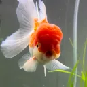 jj._11