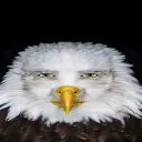 gato_waton0047 avatar