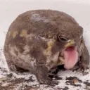 jusagui