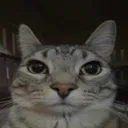 dyhzar