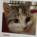 pimpi_1735