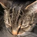 cats385