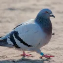 hujusek