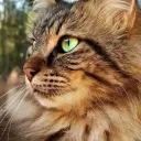 clarity.meow3