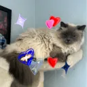 kat.64