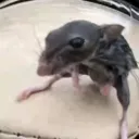 ʍʀ. ֆʍɛʟʟֆ's avatar