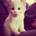aaaaaaaaaabfgfgfd