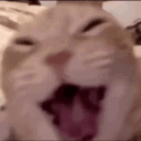 pfp