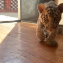 avatar Zazul😃👍