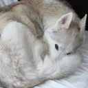 _touchmemidas