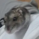 platanito120855 avatar