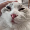 dikojojgga
