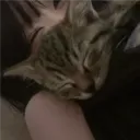 cxttingcatscars