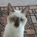 ownerofsamsclub avatar