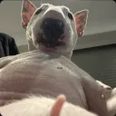 distorsioneh_