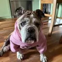 funnymonkeyenjoyer avatar