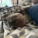 frenchiebruce avatar