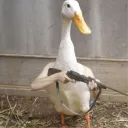 koutroq
