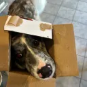 rexpeze_57951
