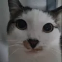 sisumei