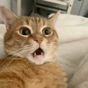 potaaaters