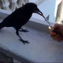 crowdev
