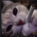 tgwjystest