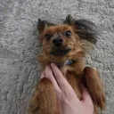 skibidigyatoejol avatar