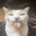 icyrobloxandstumbleguys avatar