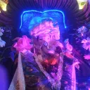 inviting_peacock_76082