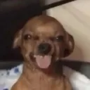 donczikit