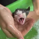 axs_andre321_01422 avatar